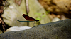 camp28 (487)_thumb.png